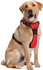 Hundegeschirr für