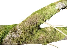 2x Terrarium Moos Astgabel