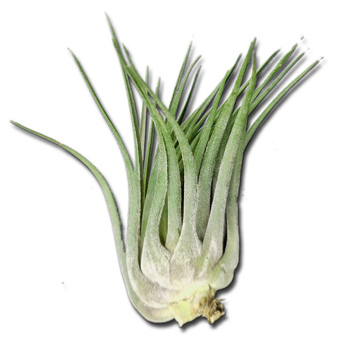 Tillandsia kolbii - , xl