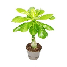 Exotenherz - Hawai-Palme -Brighamia insignis - Zimmerpalme