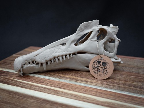 Verkleinerter spinosaurus - verkleinerter,