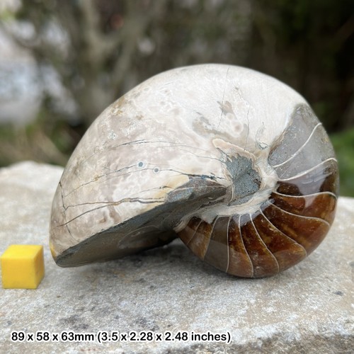 Nautilus fossil kreidezeit - nautilus,