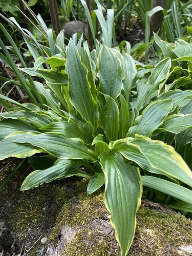 Hosta stiletto teilstück - 1,