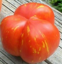  10  Tomatensamen" ERDNUSSBUTTER- TOMATEN"  Striped  Stuffer  Samen Tomaten