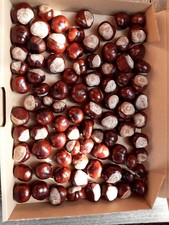 Kastanien frisch Vom Baum 80 STÜCK