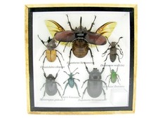 Einzelstück - echte