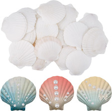 Große natürliche Muscheln