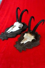 2 x Gamsgeweih Gamskrucke