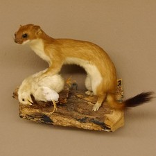 Hermelin Küken Wiesel Sommer Fell Präparat H 20cm Tierpräparat taxidermy 89.2.87