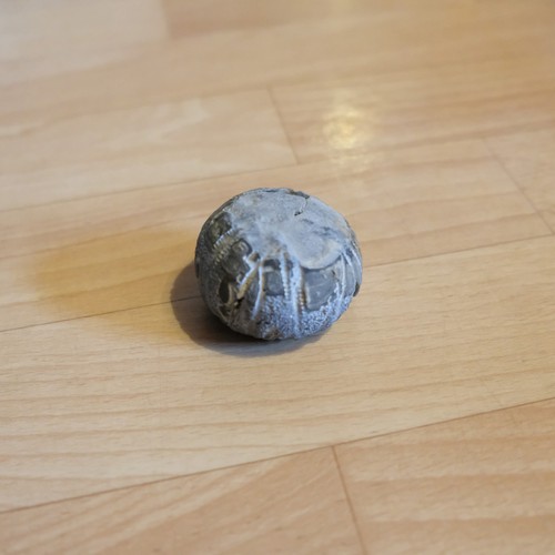 Versteinerter seeigel fossil - seeigel,