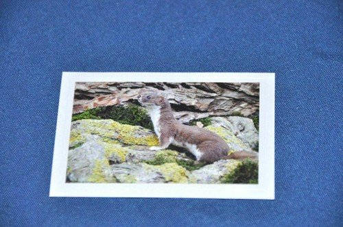 Rewe abenteuer tierwelt - rewe,