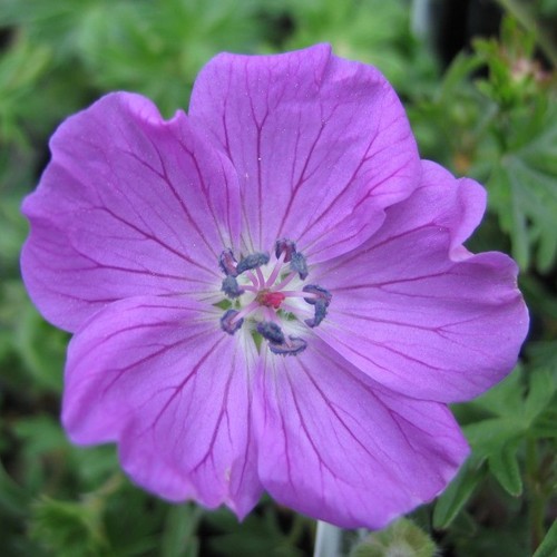 Blut storchschnabel geranium - storchschnabel,