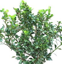 Stechpalme ilex heckenstar - stechpalme,