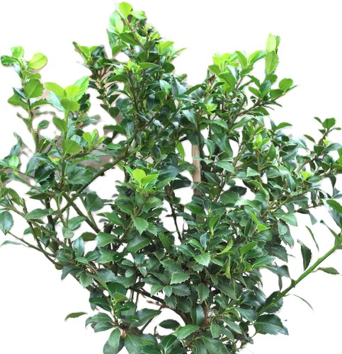 Stechpalme ilex heckenstar - ilex, 80
