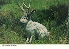 Ansichtskarte unbeschrieben Jackalope sehr seltenes Tier in Nordamerika