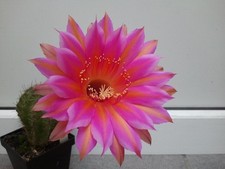 Kindel Raoul Wallenberg Schick Echinopsis Hybride Lobivia  Kaktus Cactus