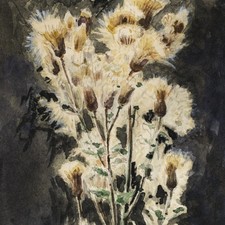 Unbekannt Blühende Distel