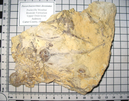 Ordovizium bromid - ordovizium,