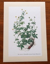 BLUTWURZ * Kunstdruck . Poster . Bild . Wand-Dekoration