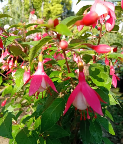 Fuchsie lady thumb großer - fuchsie, 3