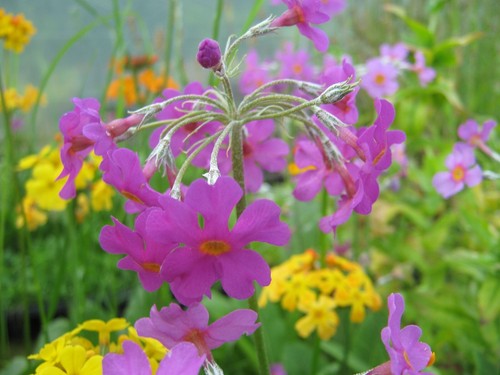 Japanprimel primula japonica - japanprimel,