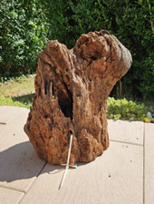 Mangroven wurzel 37x22x39cm - wurzel,