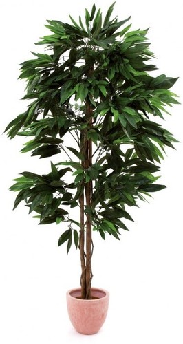 Europalms dschungelbaum mango - dschungelbaum,