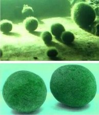 Moosball winterhart immergrüne Pflanze für den Gartenteich grüne Teichpflanzen