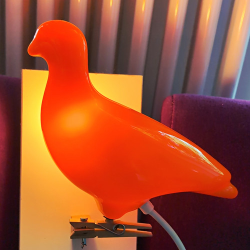 Pigeon light carpenter - pigeon,