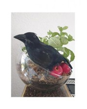 Rabe Raben Vogel Vögel Dark