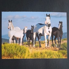 Pferdepostkarte AK Pferd Korsch American Paint Horses 08/2019