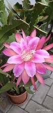 Epiphyllum "Circus Circus"