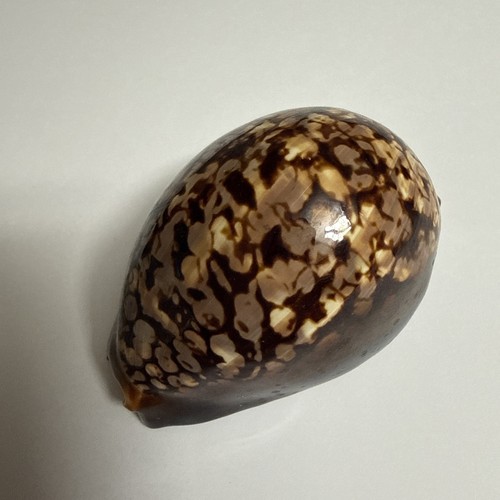 Kauri schnecke tigerschnecke - schnecke,
