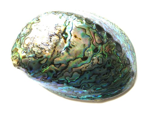 Paua muschel poliert - paua, cm