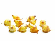 10x Schnecke Seeschnecke