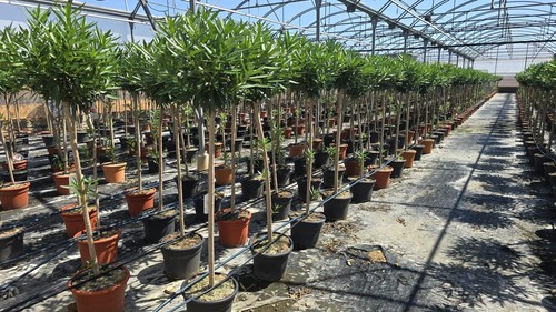 Oleander auf stamm - –, –