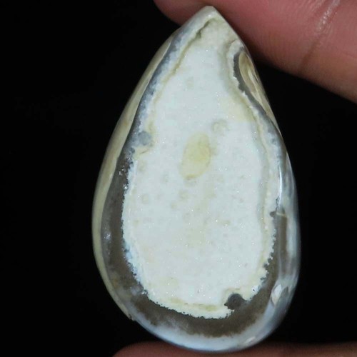 Natürlich fossil schnecke - fossil,