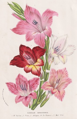 Gladiolus gandavensis flower - gladiolus,