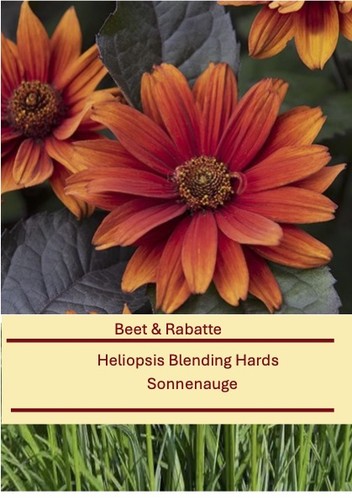 Heliopsis blending hards - heliopsis,