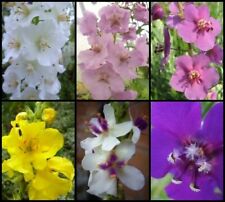 Verbascum und Lupine Samen -