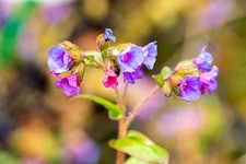 Pulmonaria dacica 'Azurea'