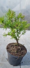 Lärche-Prebonsai