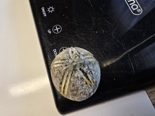 Seeigel galerites steinkern - seeigel,