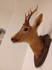 Wunderschöner ausgestopfter