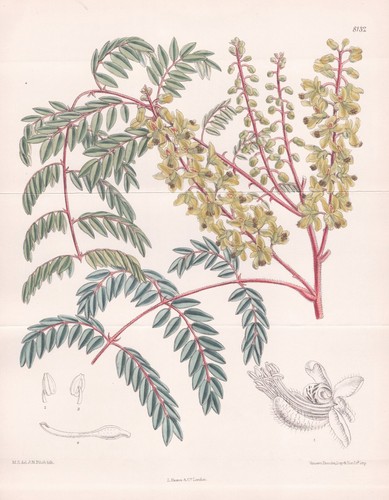 Caesalpinia vernalis china - vernalis,