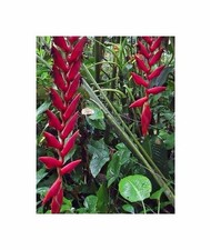 5x Heliconia longa Zierblumen