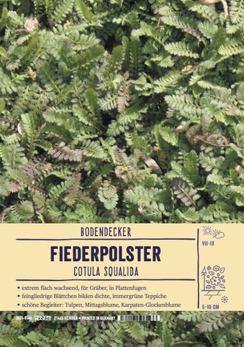 Cotula squalida,(Leptinella)