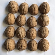 50 Walnussschalen Hälften - Basteln -Deko -Herbst - Weihnachten