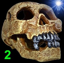 TOP Aquarium Deko 🍀