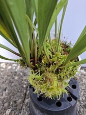 Sarracenia flava var. rubricorpora MK F25c "Claret", fleischfressende Pflanze 